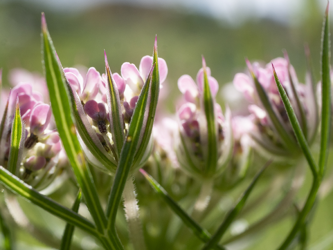 IMAGES\Wilde Peen (Daucus carota)\P1280115_sm.jpg